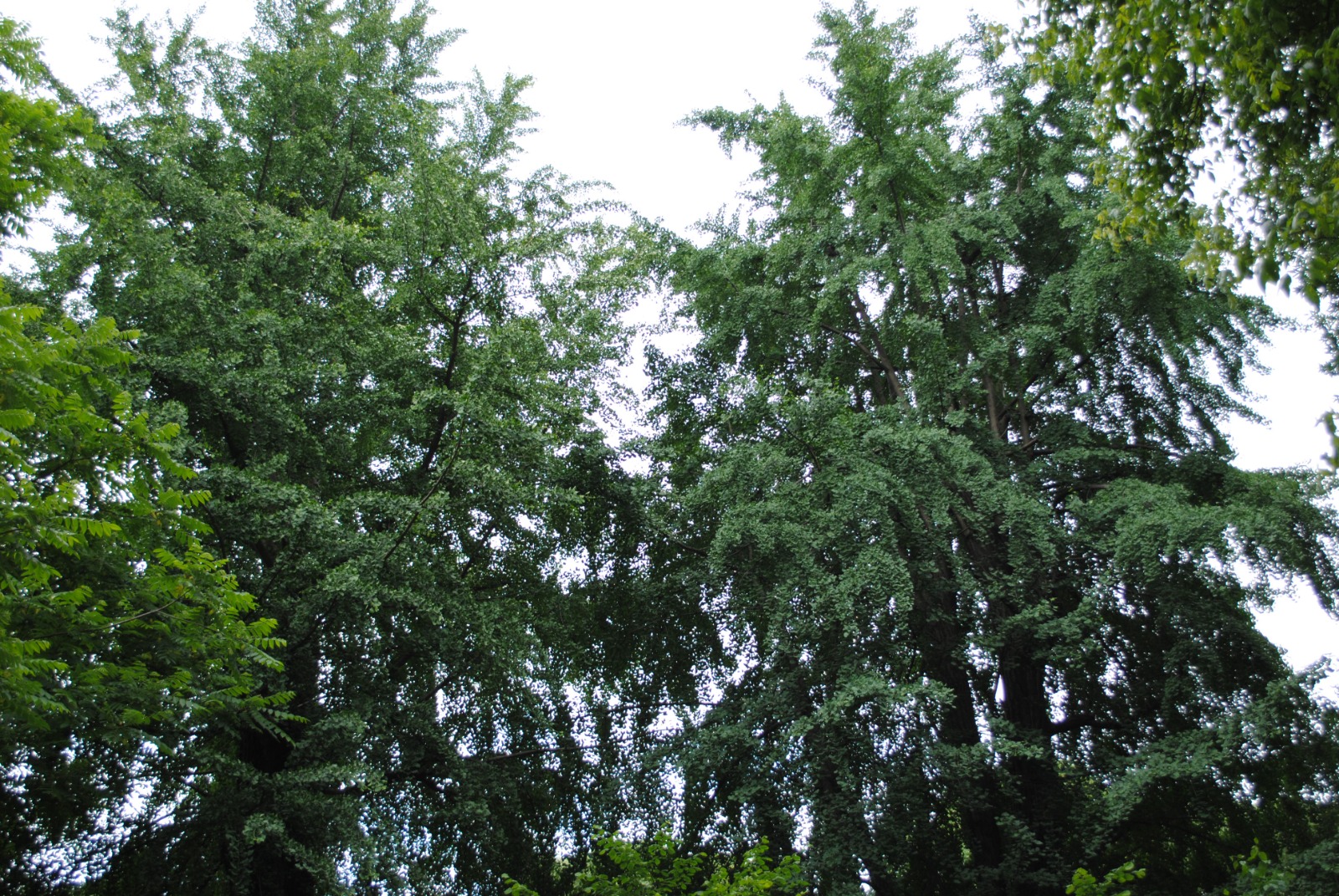 Gli alberi e noi: la Rete degli Orti botanici della Lombardia celebra la Giornata Nazionale degli Alberi